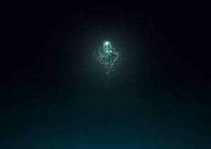 Bioluminescence_Reynard Films